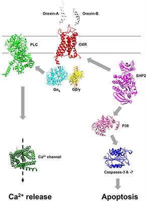 The Anti-tumoral Properties of Orexin/Hypocretin Hypothalamic Neuropeptides: An Unexpected Therapeutic Role